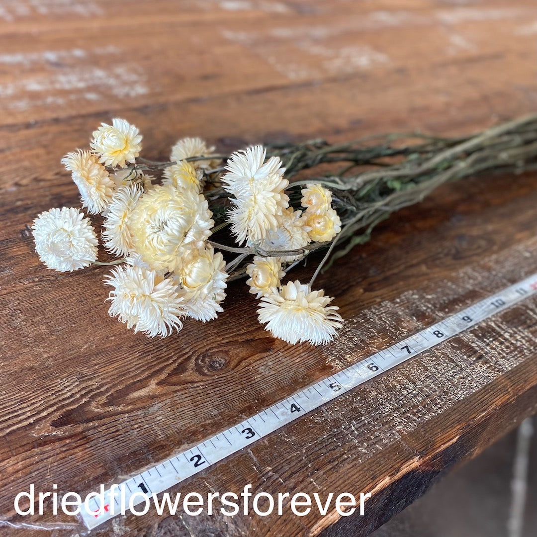 Strawflowers (Helichrysum) - Cream