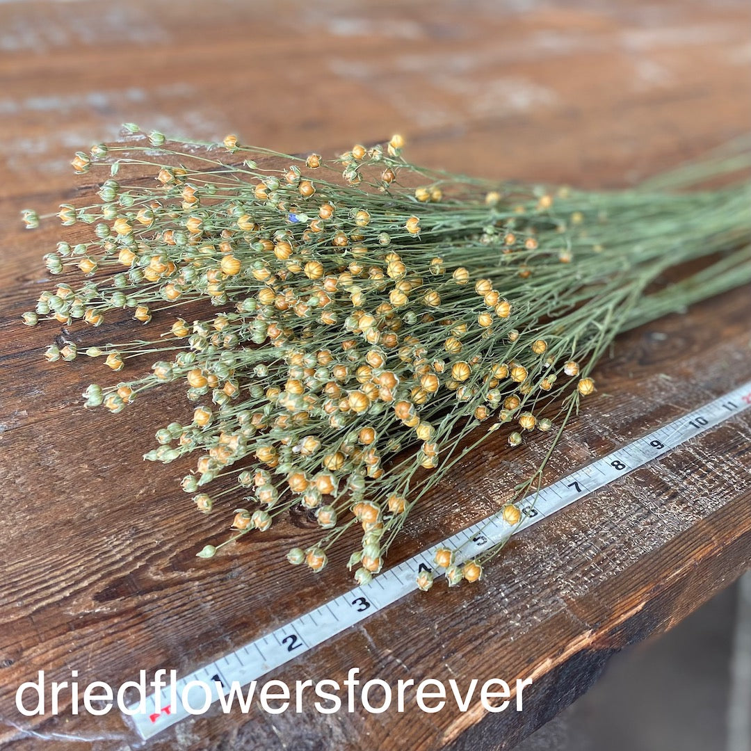 Flax (Linum)