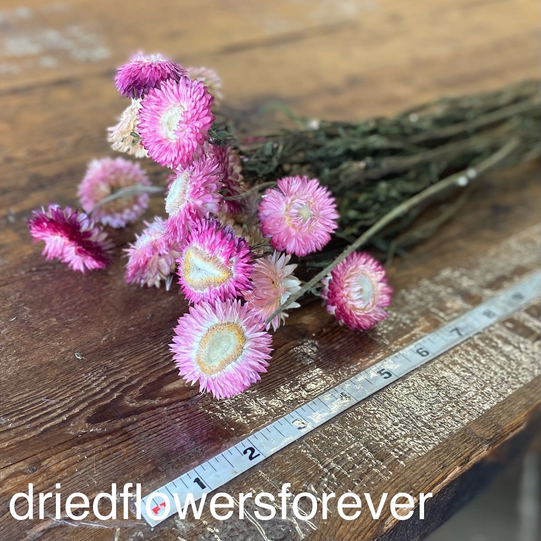 Strawflowers (Helichrysum) - Pink