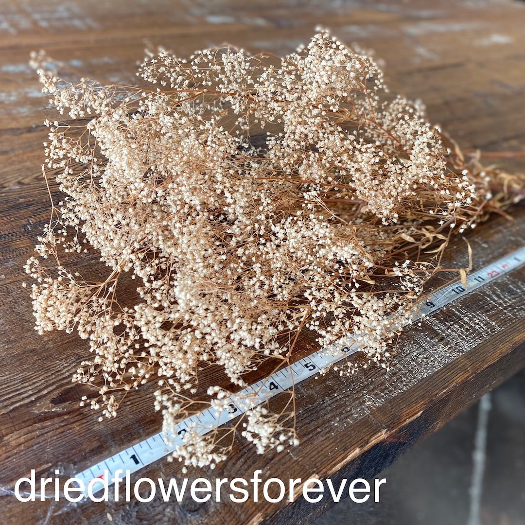 Gypsophila (Baby’s Breath) - Preserved