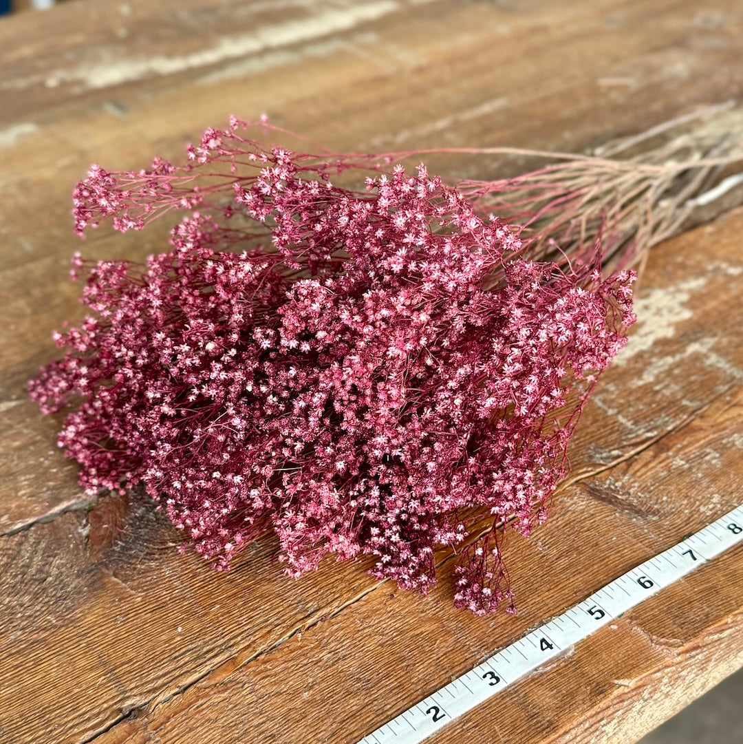 Broom Bloom - Burgundy