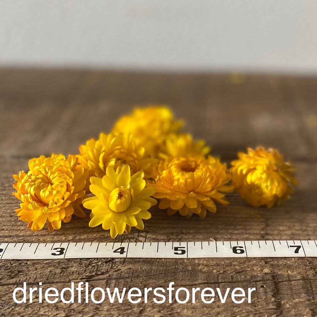 Strawflower Heads - Yellow
