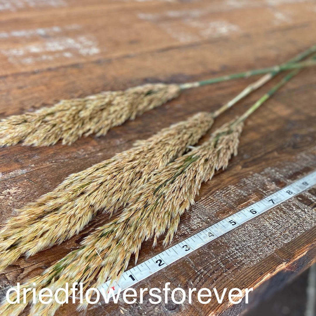 Reed Grass (Preserved) - 3 Stems