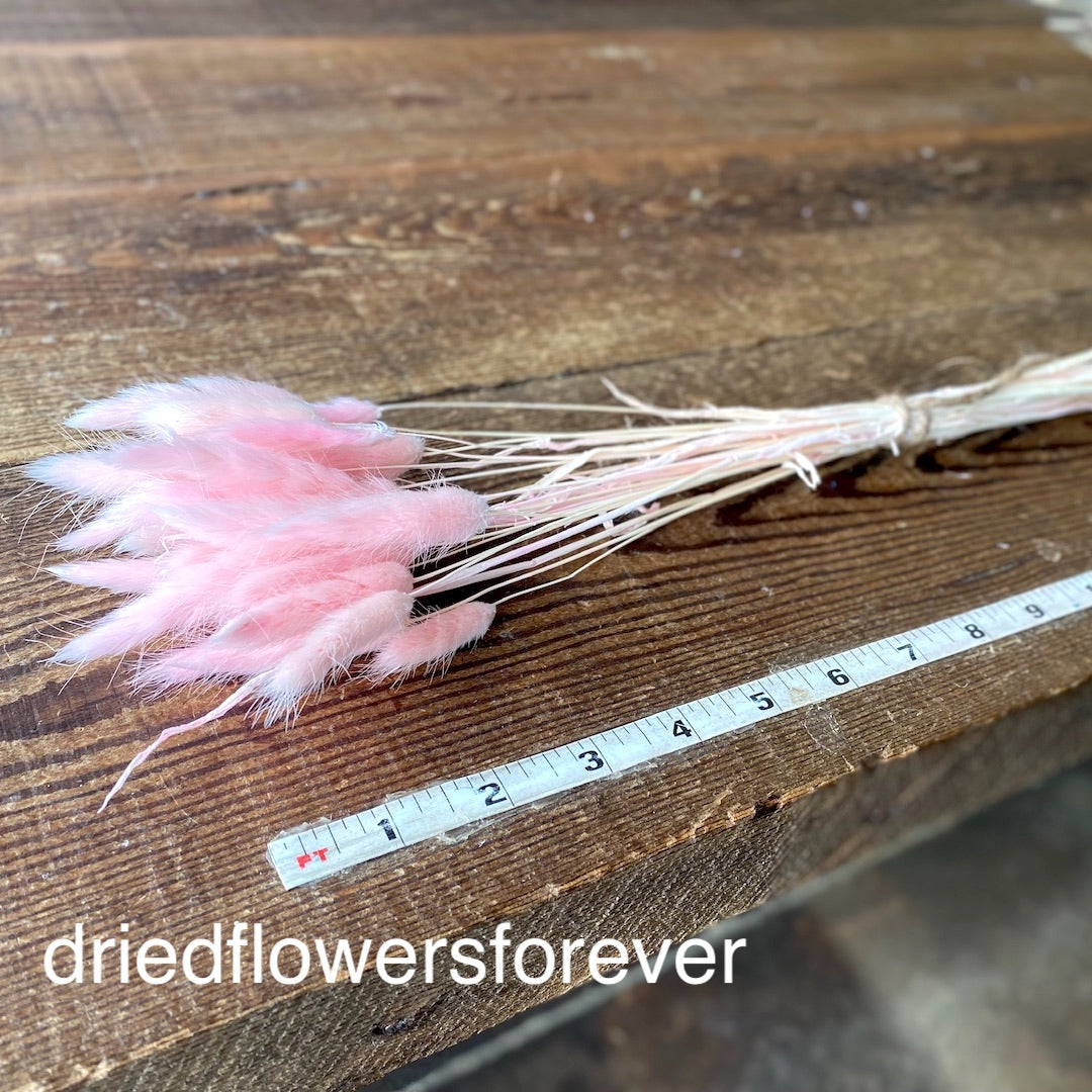 Bunny Tail Grass (Lagurus) - Pink
