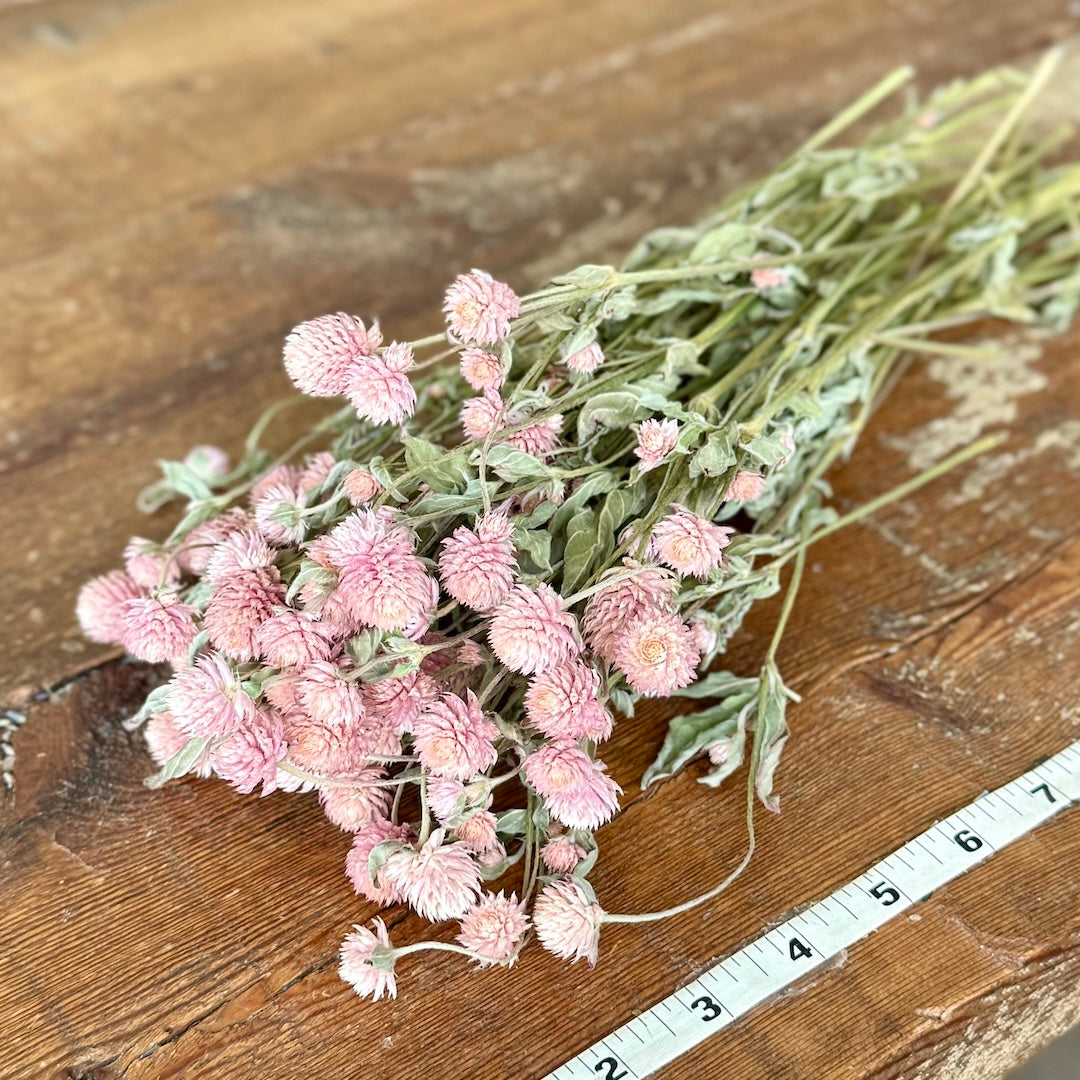 Globe Amaranth (Gomphrena) - Pink