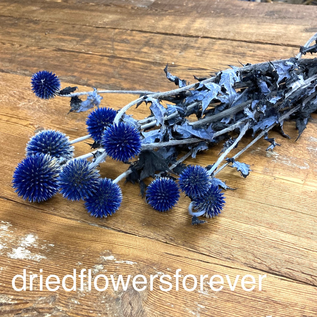 Echinops (Globe Thistle) - Blue