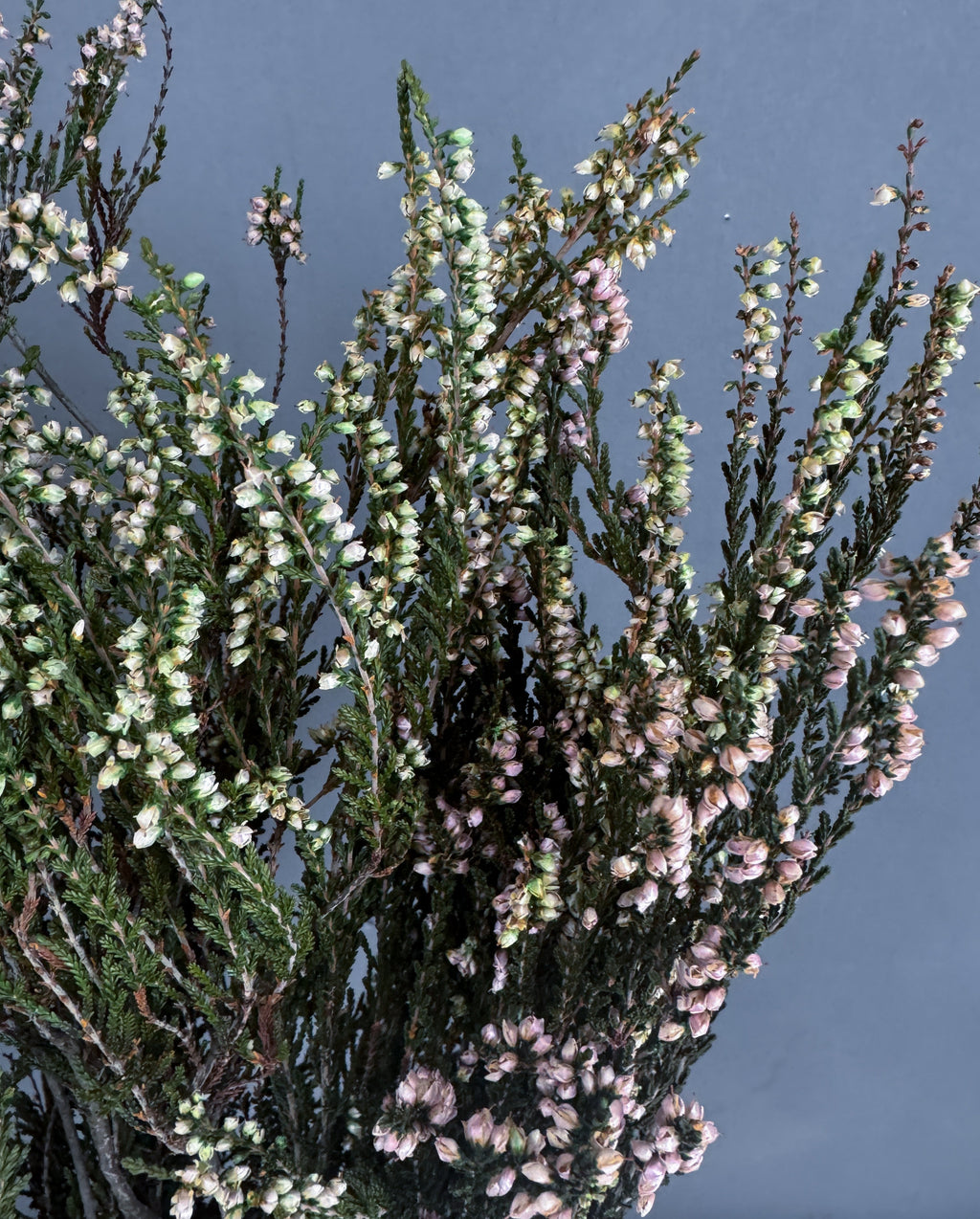 Dried Heather