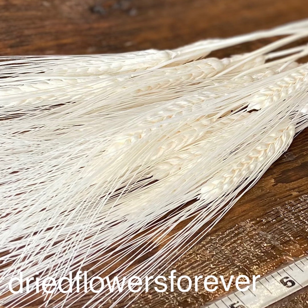 Wheat - White