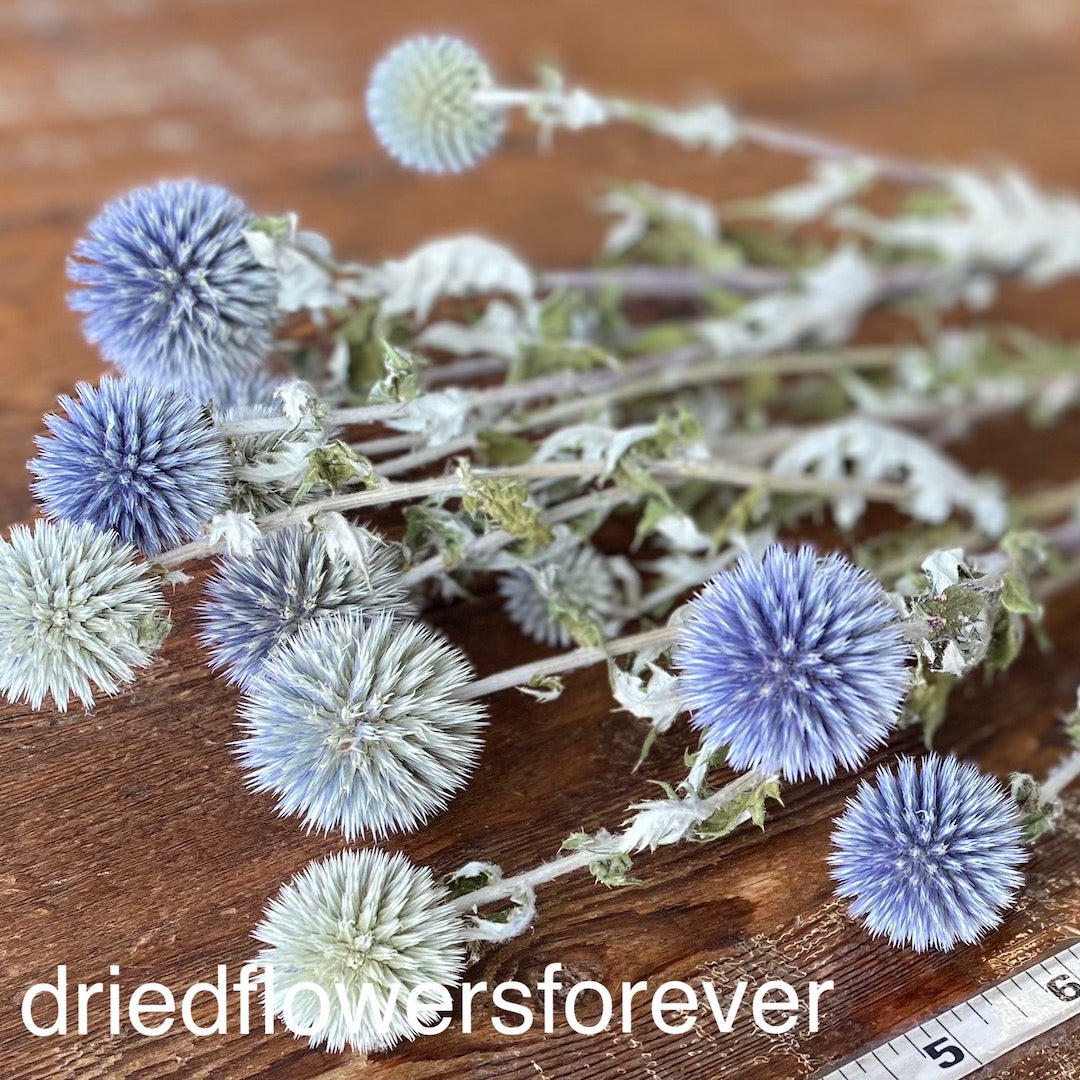 Echinops (Globe Thistle)