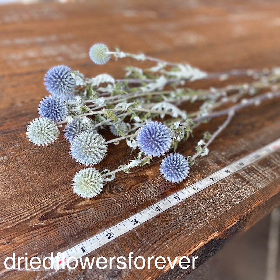 Echinops (Globe Thistle)