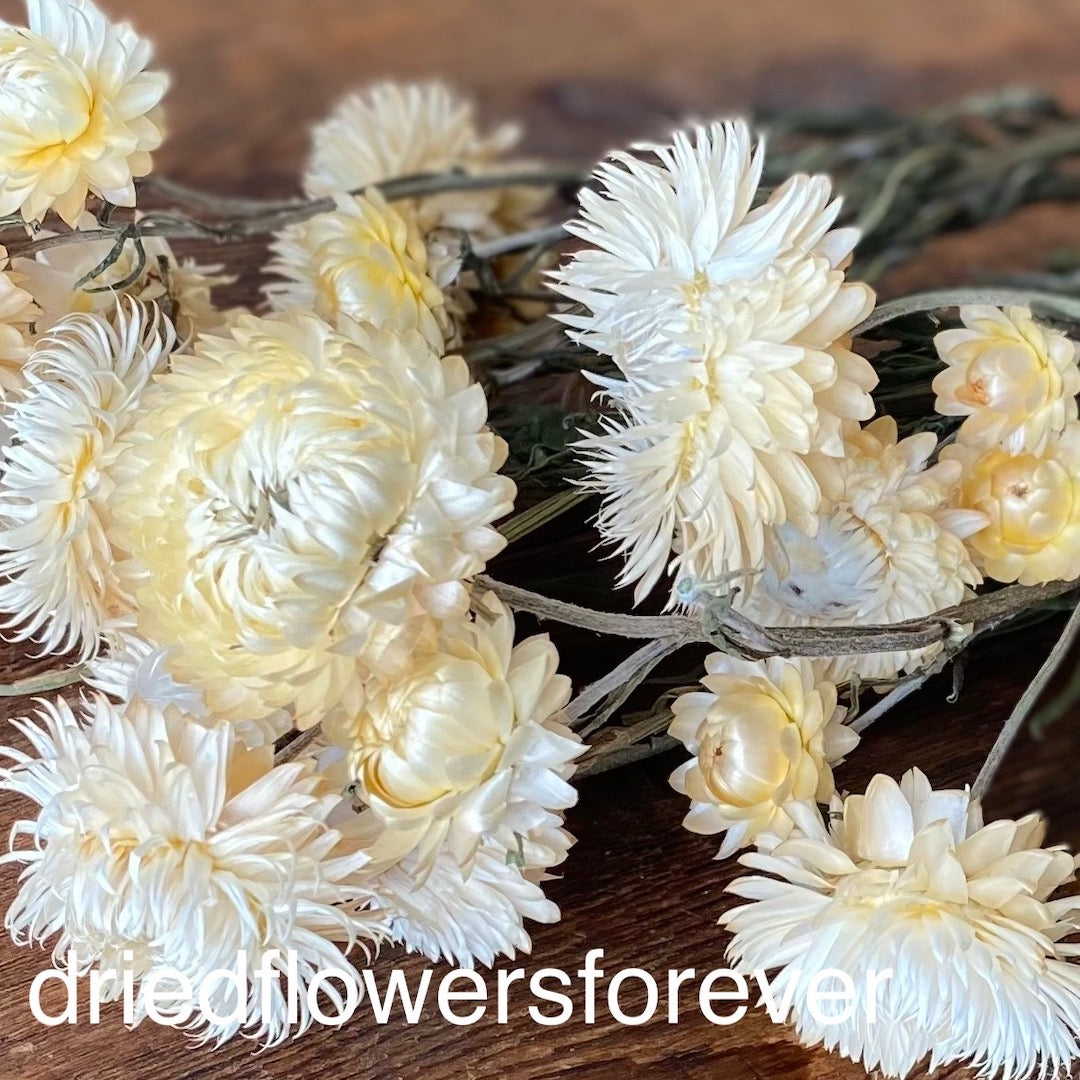 Strawflowers (Helichrysum) - Cream