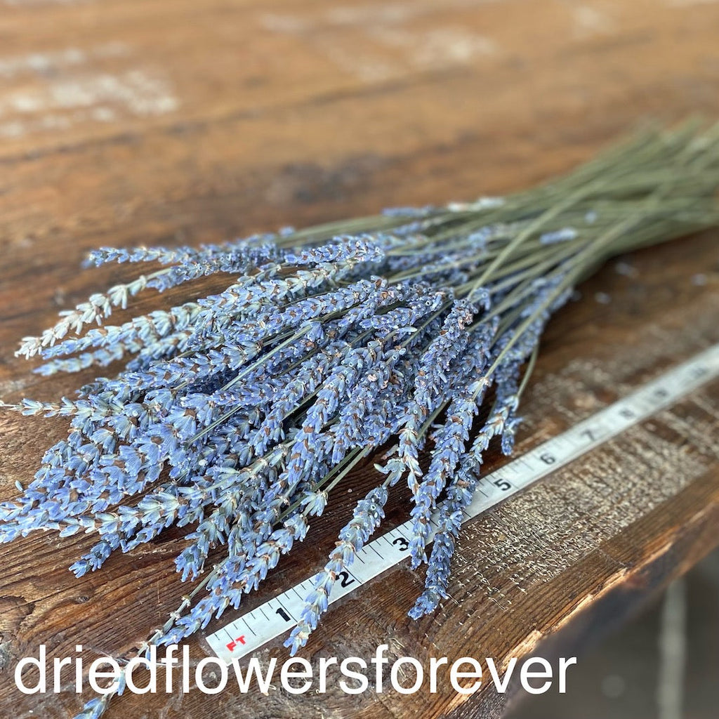 Lavender - French