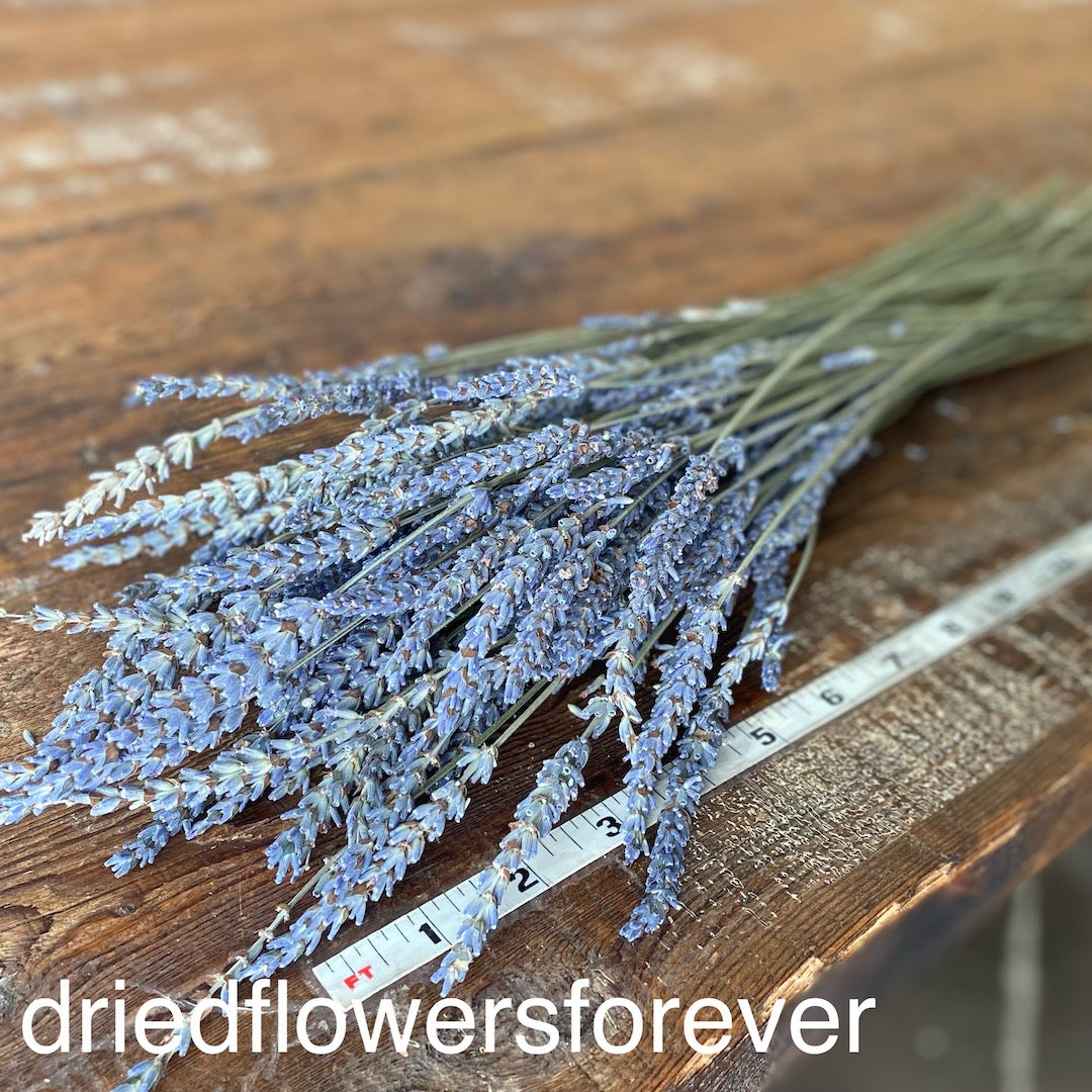 Lavender - French