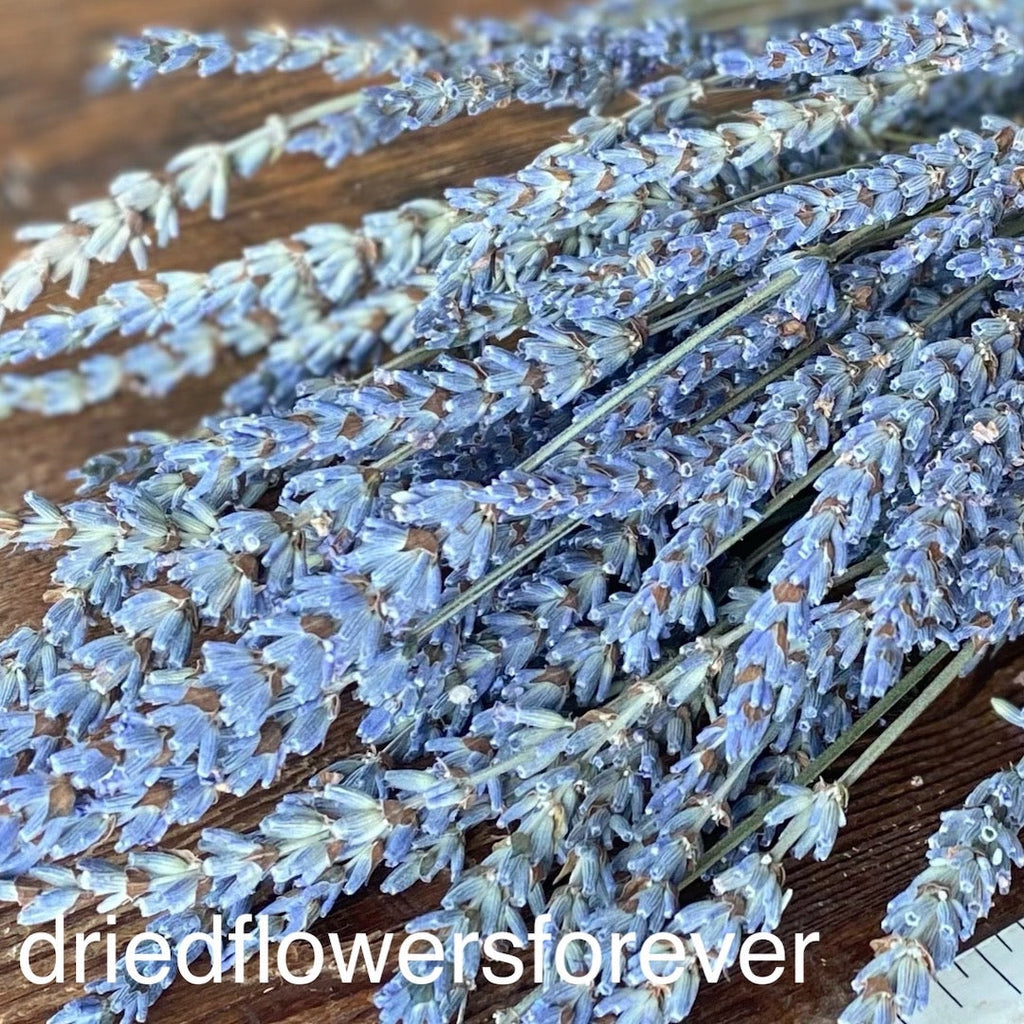 Lavender - French