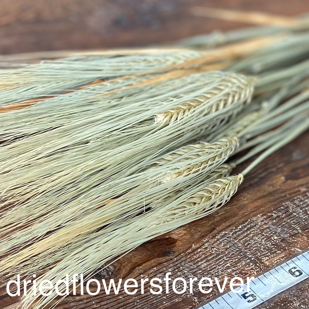 Barley