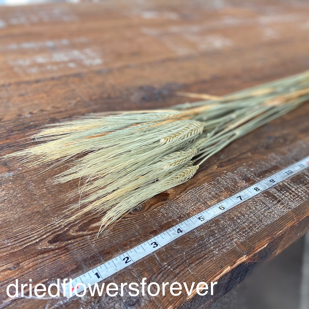 Barley