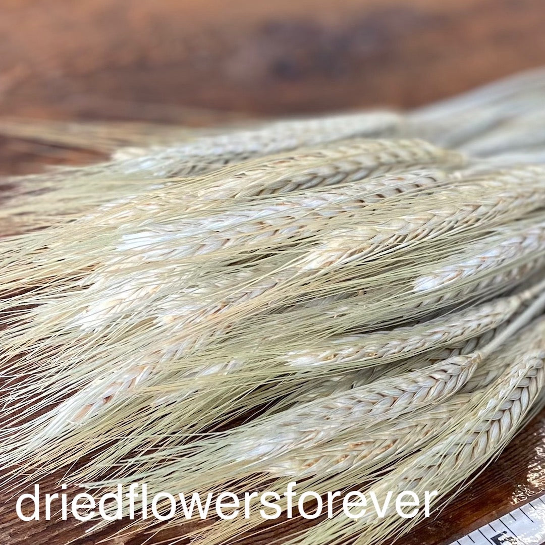 Wheat - Green Awned