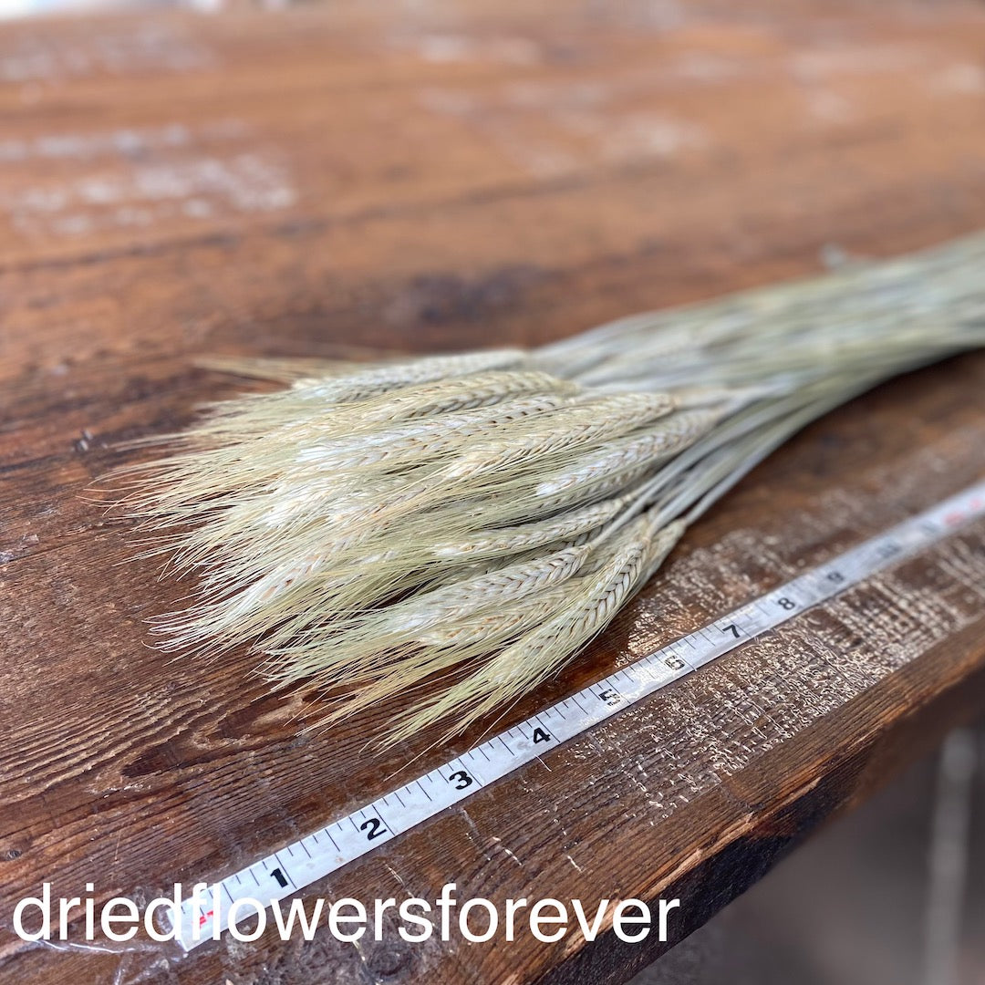 Wheat - Green Awned