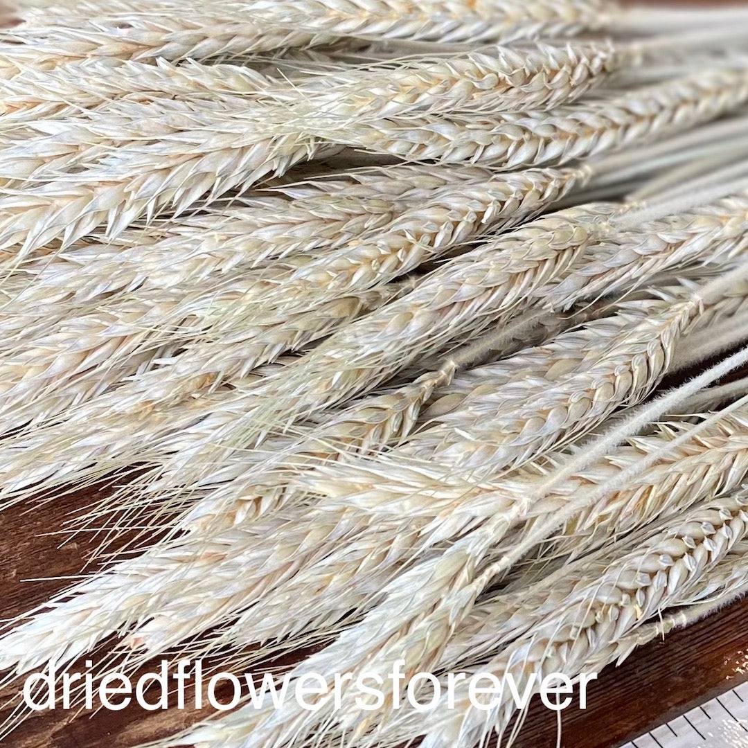 Wheat - Green