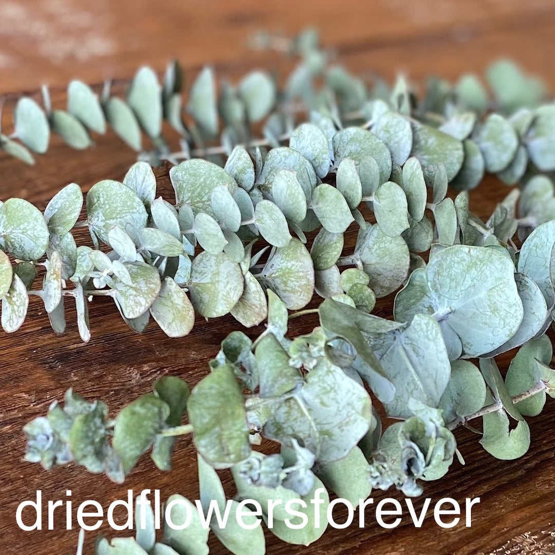Baby Eucalyptus - Green - 10 Stems