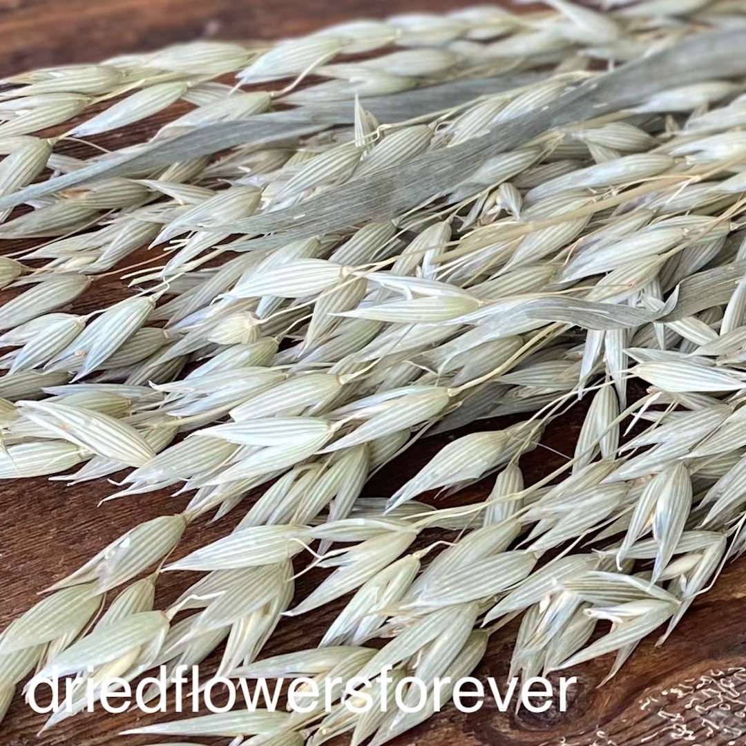 Oats (Avena)