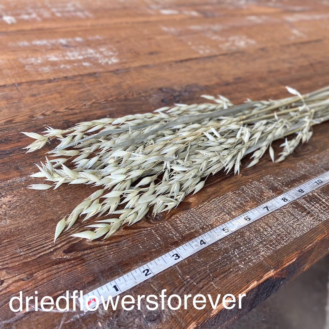 Oats (Avena)