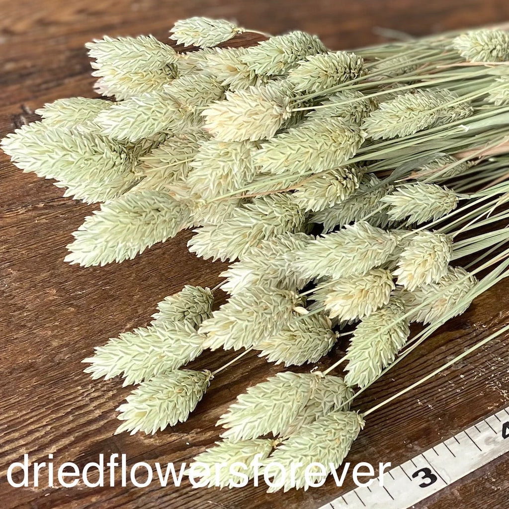 Phalaris - Green
