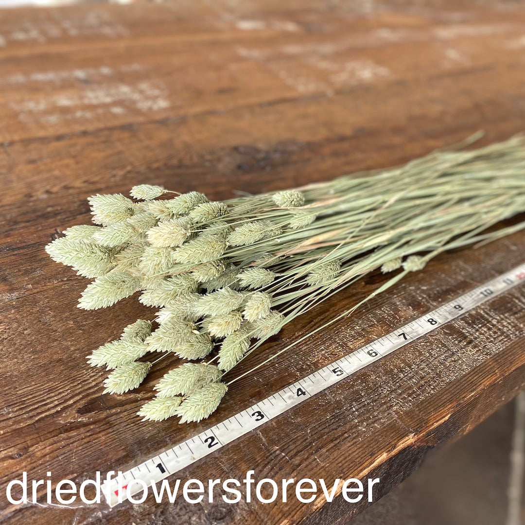 Phalaris - Green