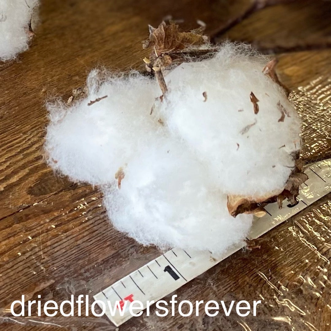Cotton Bolls (Balls) - 10 Heads