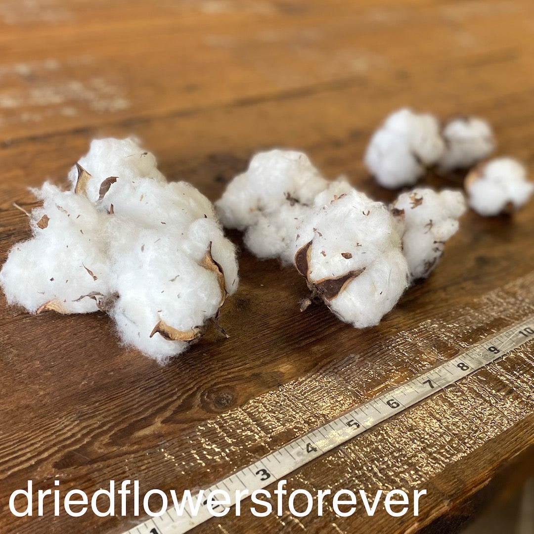 Cotton Bolls (Balls) - 10 Heads