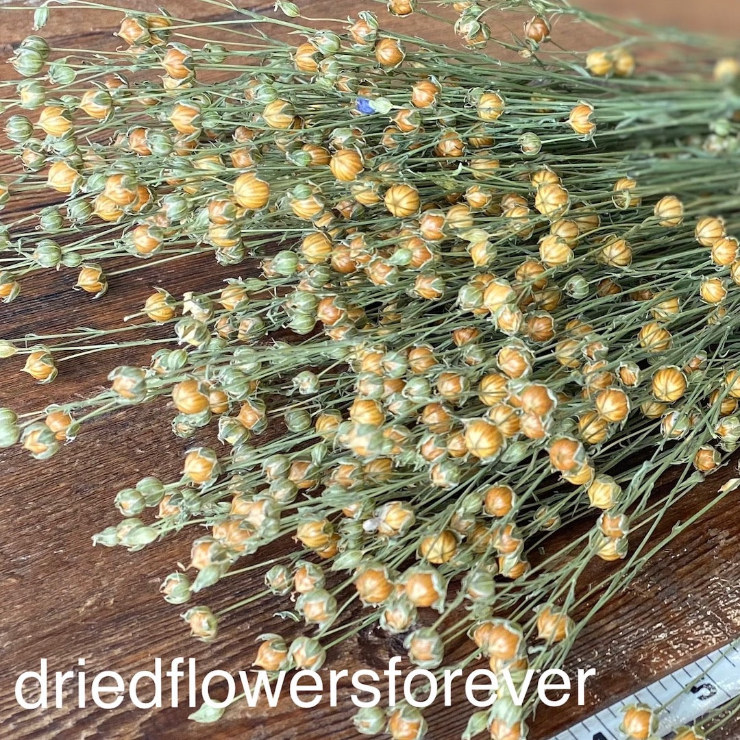 Flax (Linum)