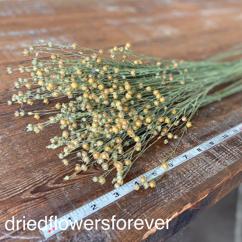 Flax (Linum)