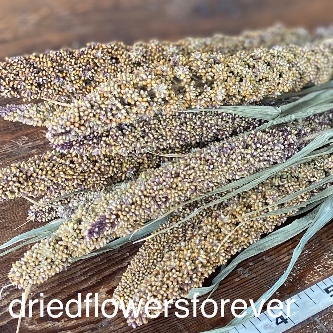 Highlander Millet