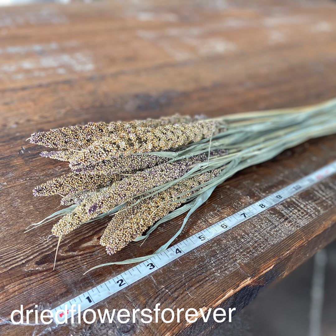 Highlander Millet