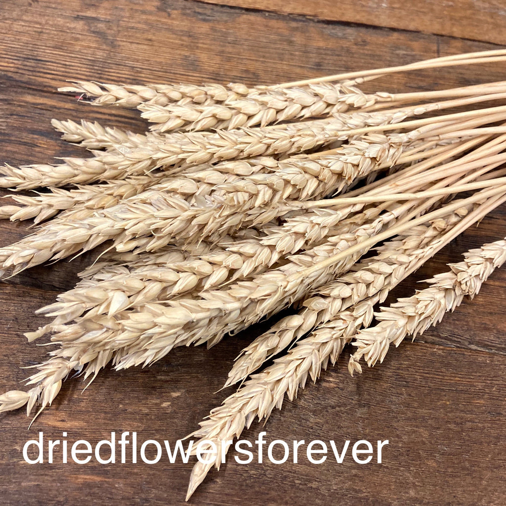 Wheat - Tan