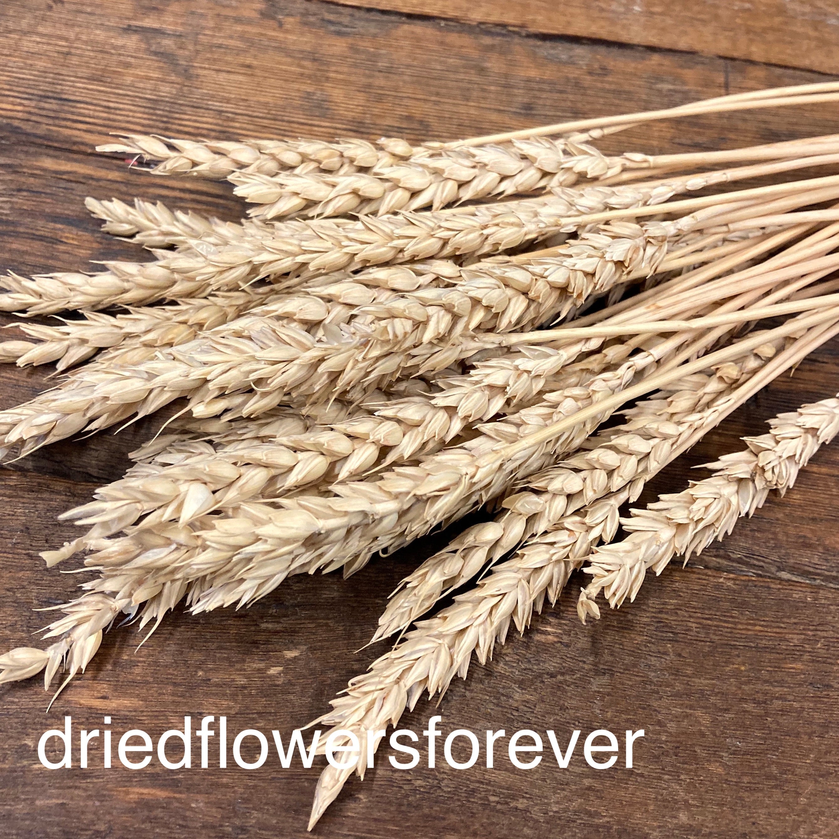 Wheat - Tan