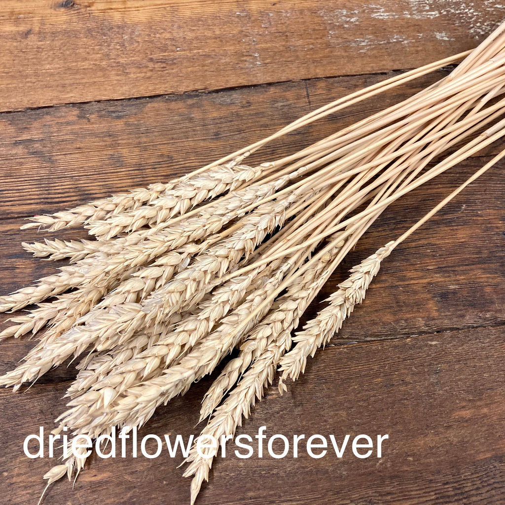 Wheat - Tan