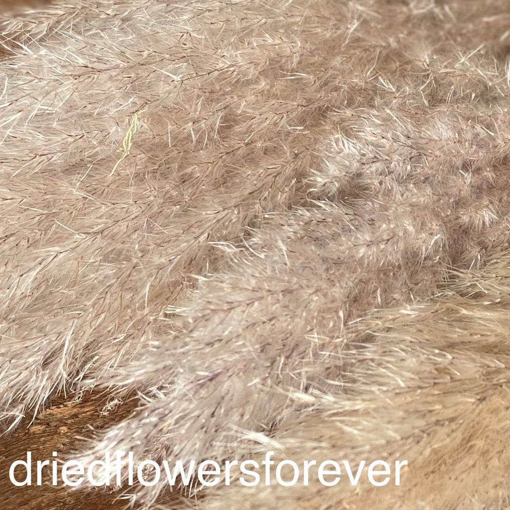 Pampas Grass - Natural - 5 Stems