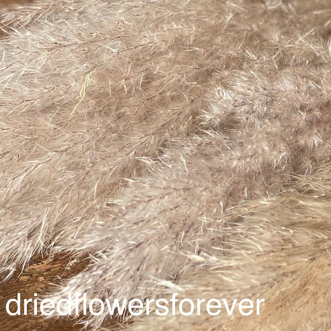 Pampas Grass - Natural - 5 Stems