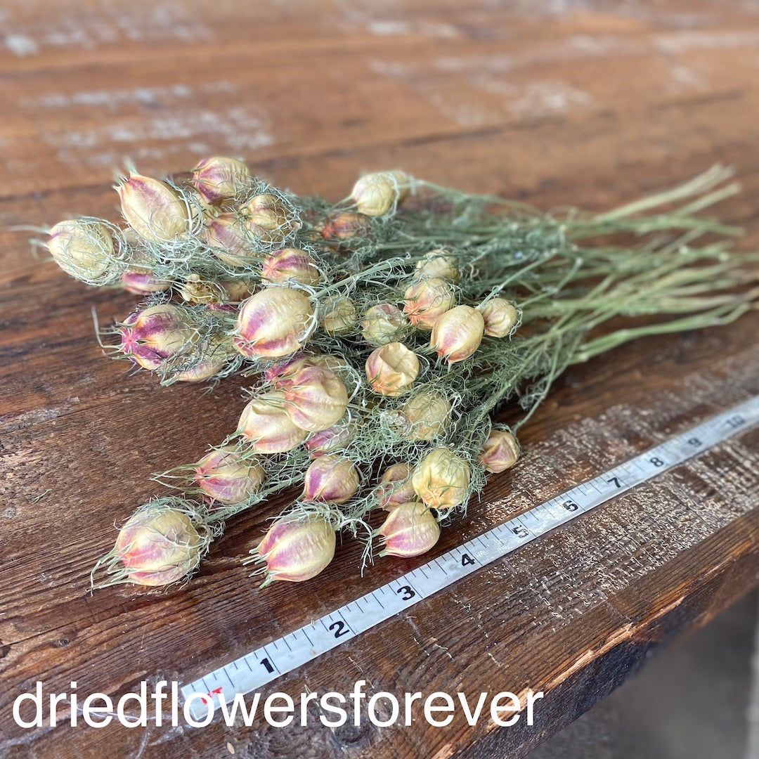 Nigella (Love in a Mist)