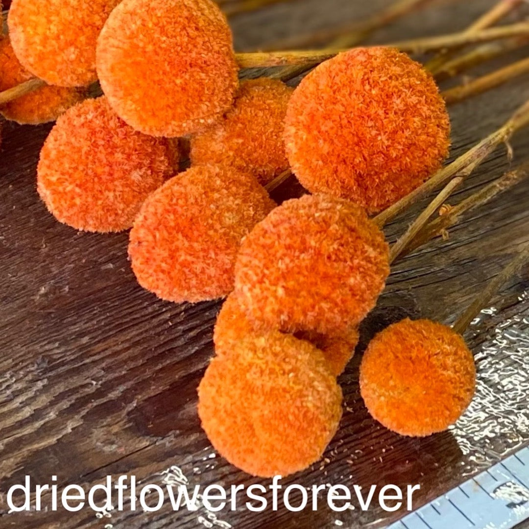 Billy Balls (Craspedia)- Orange