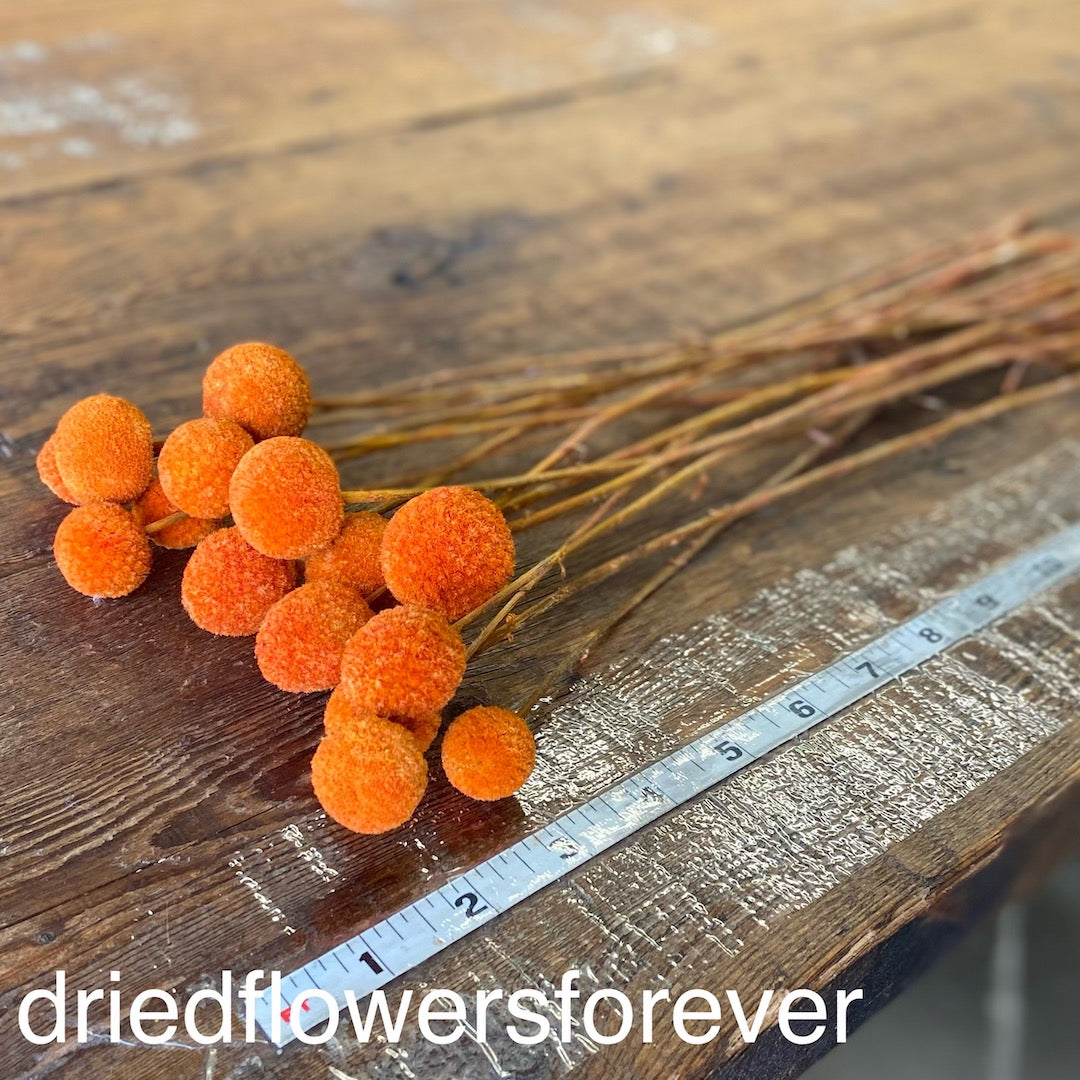 Billy Balls (Craspedia)- Orange