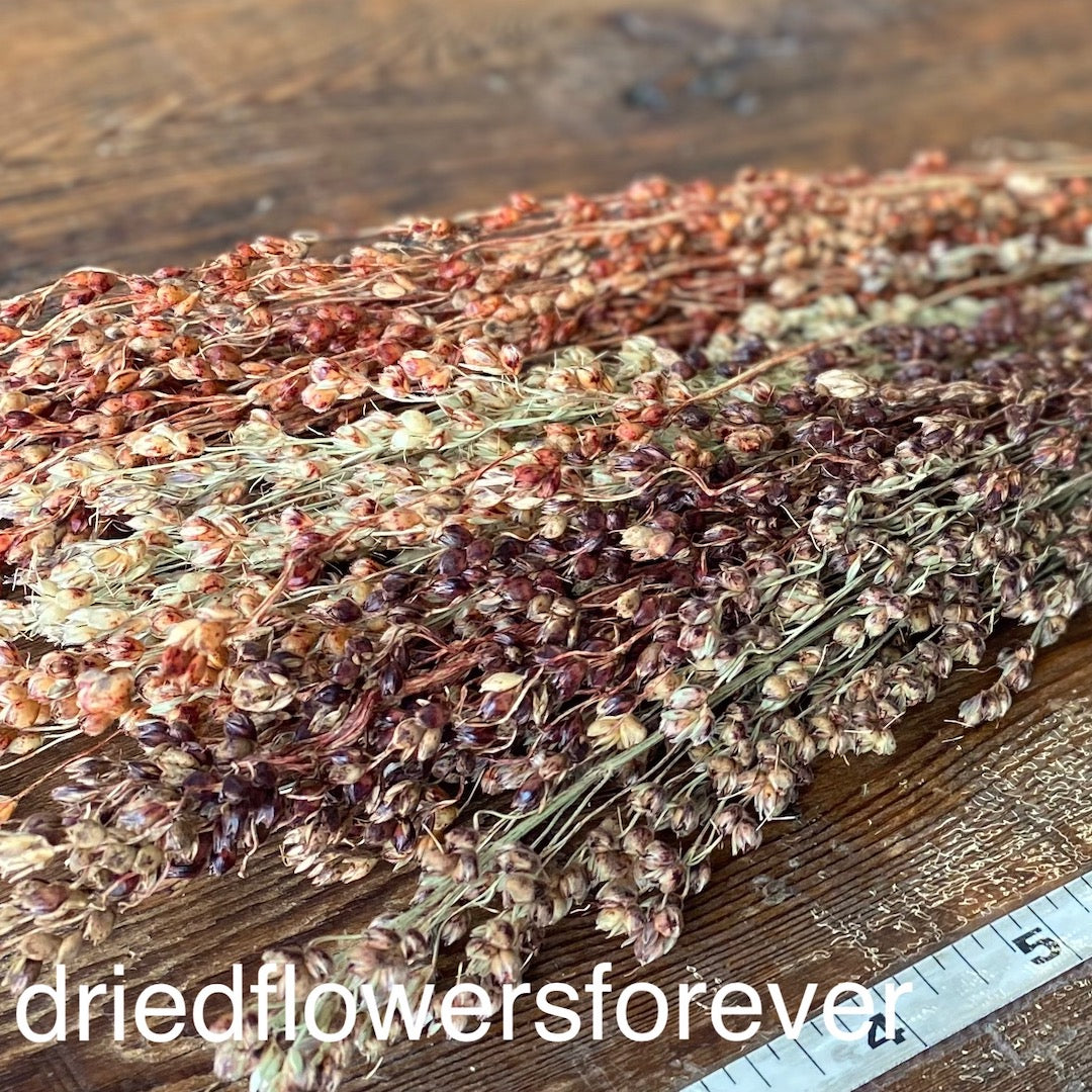 Broom Corn