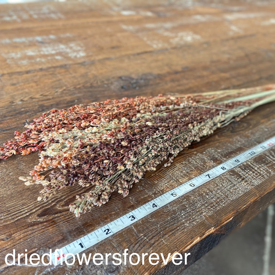 Broom Corn