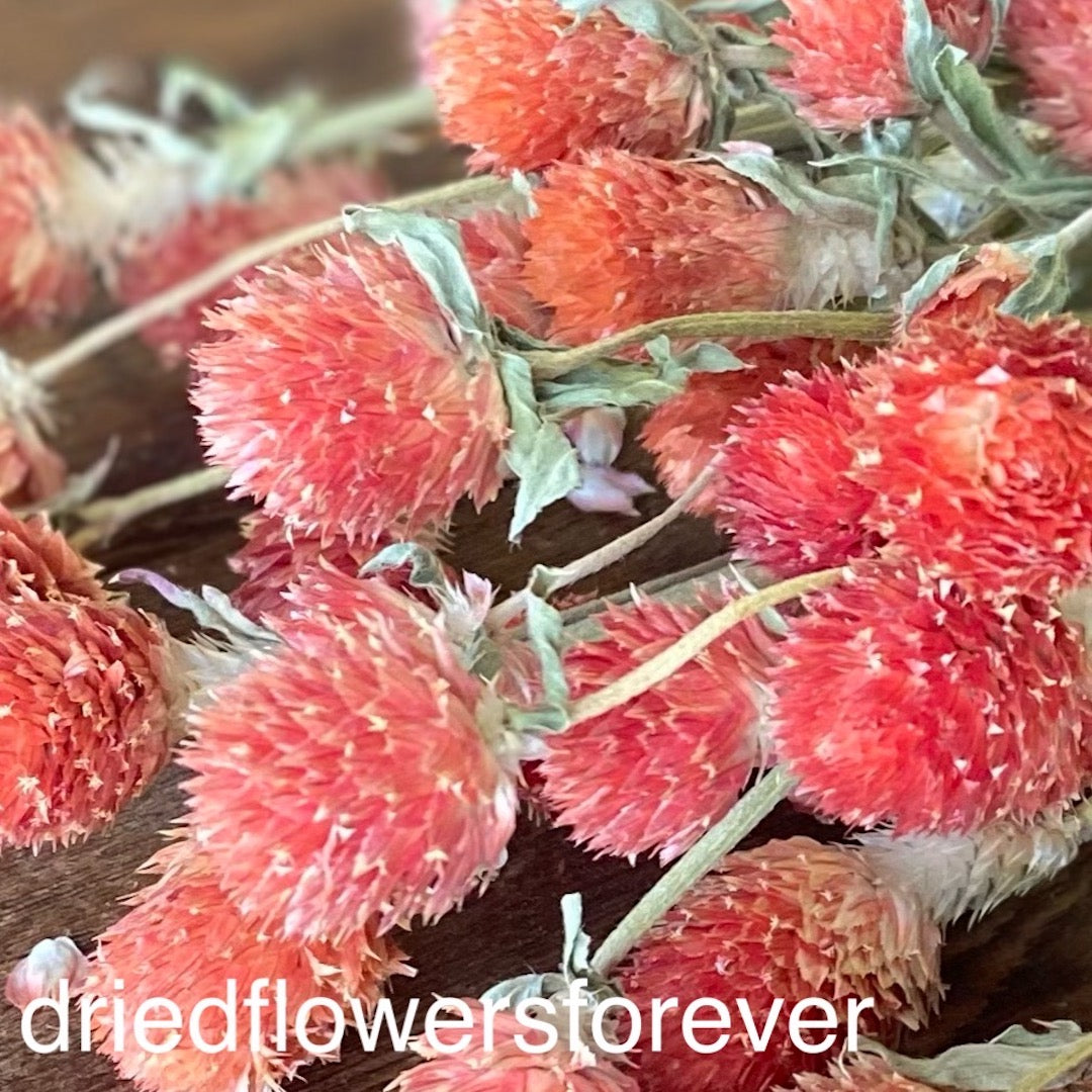 Gomphrena (Globe Amaranth) - Red Orange