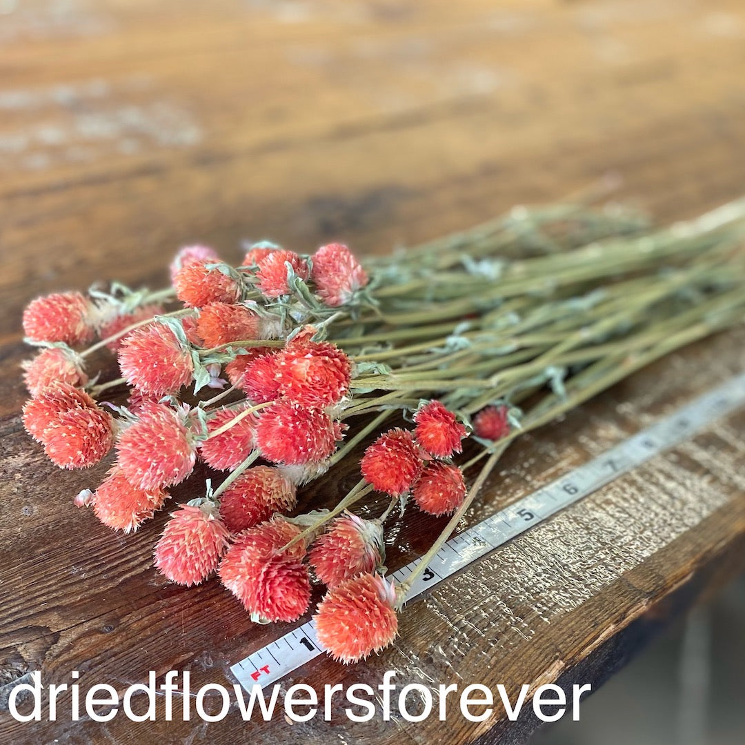 Gomphrena (Globe Amaranth) - Red Orange