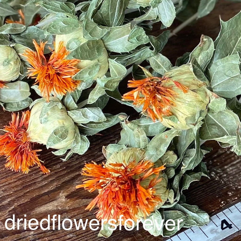 Safflower (Carthamus) - Orange