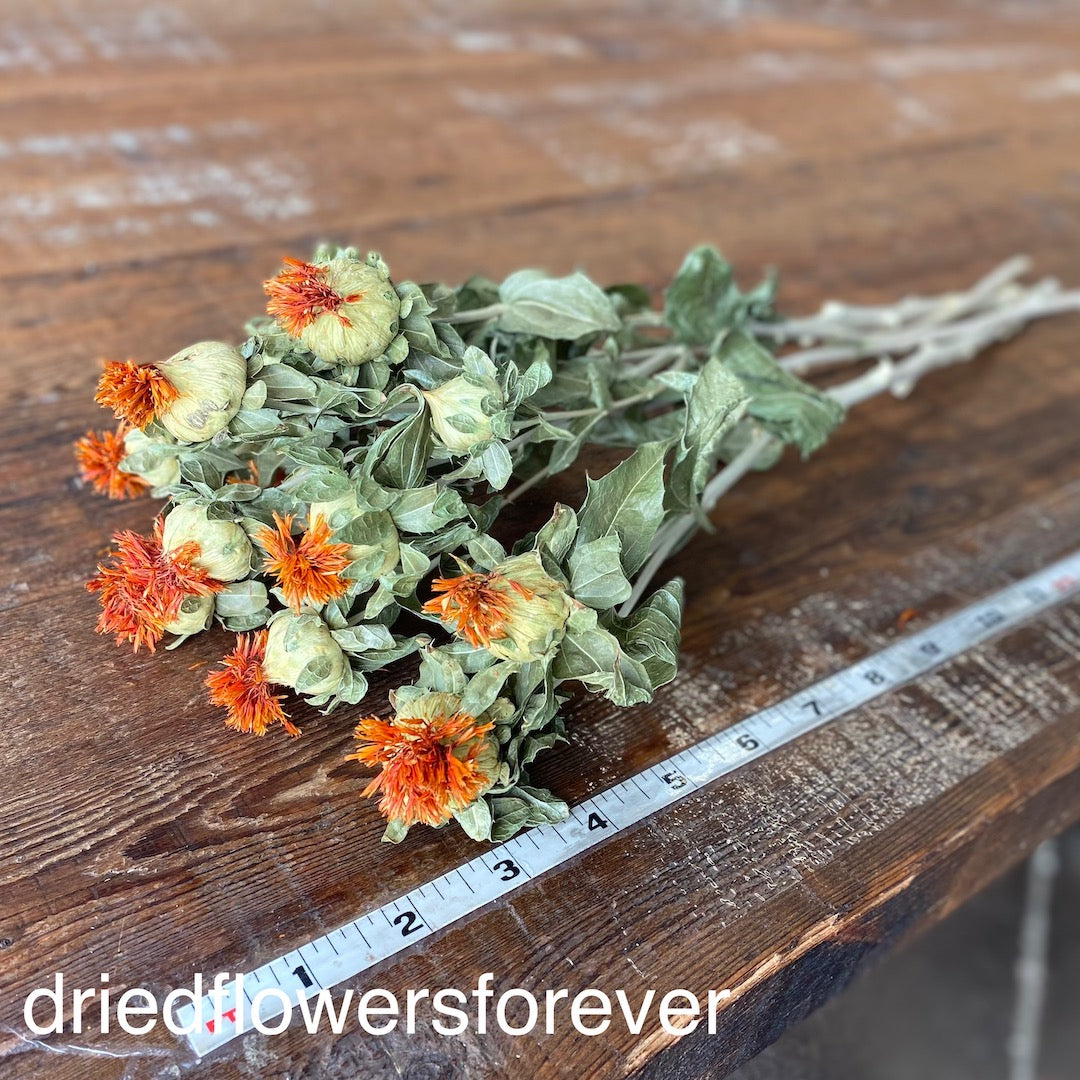 Safflower (Carthamus) - Orange