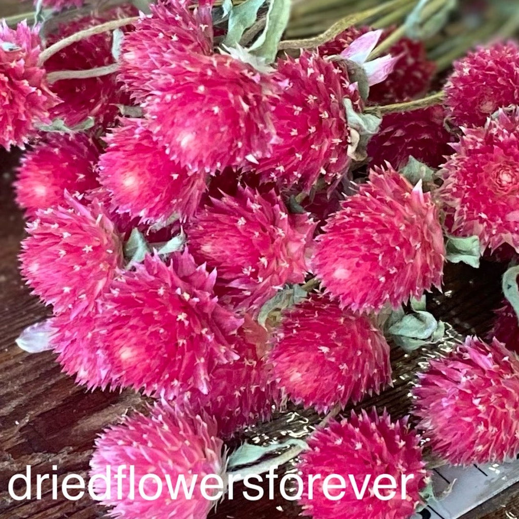Globe Amaranth (Gomphrena) - Bright Pink