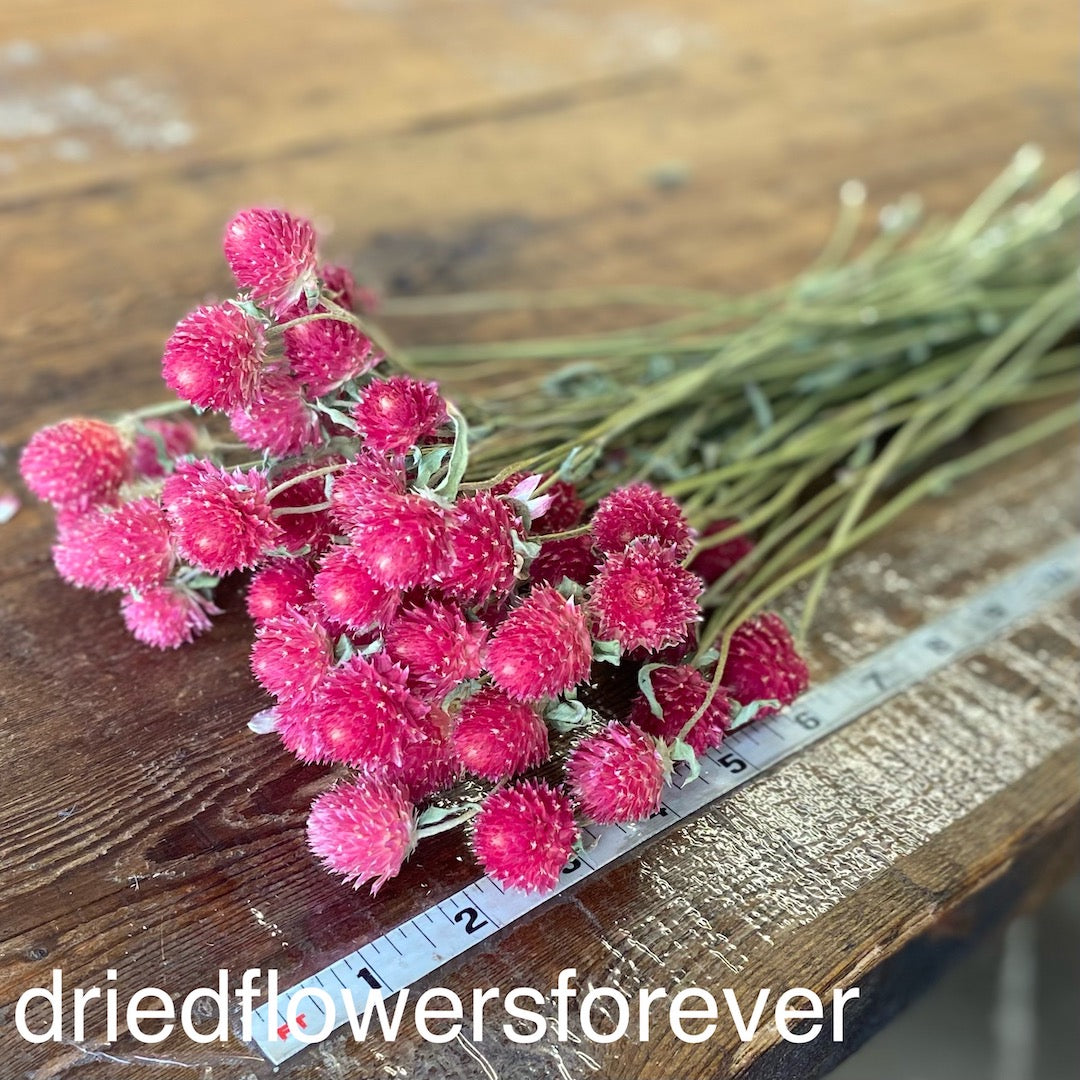 Globe Amaranth (Gomphrena) - Bright Pink